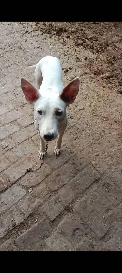 this gultair female for sale