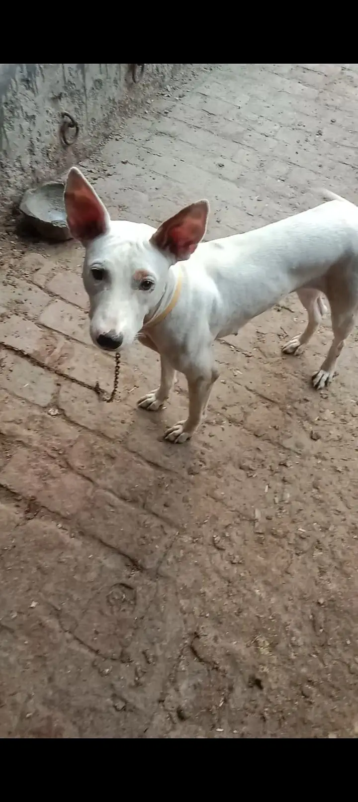 this gultair female for sale — photo 2