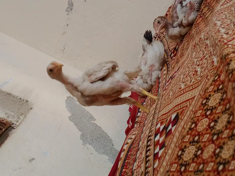 khosurat rang ki murgi sath 5 bachy asal aseel — photo 5
