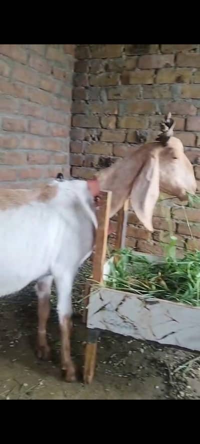 Goat with kids for sale