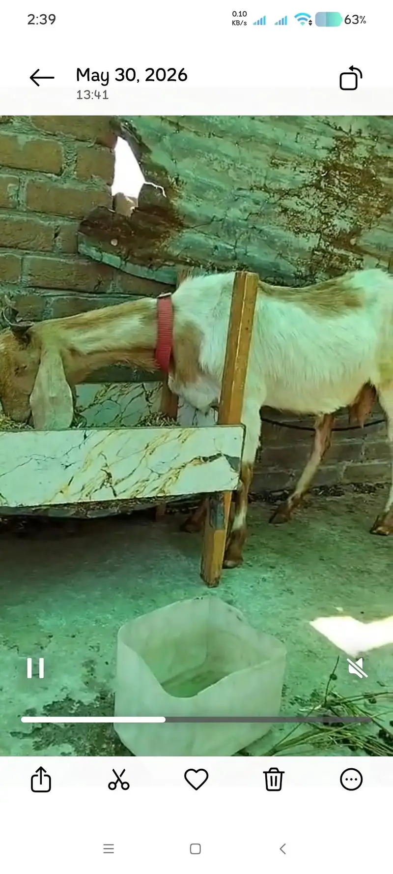 Goat with kids for sale — photo 3