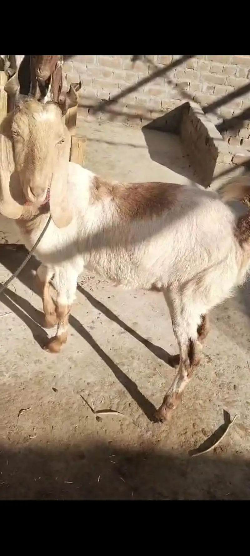 Goat with kids for sale — photo 4