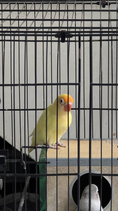 Blue Fischer Lovebirds Active Setup with Cage & Boxes