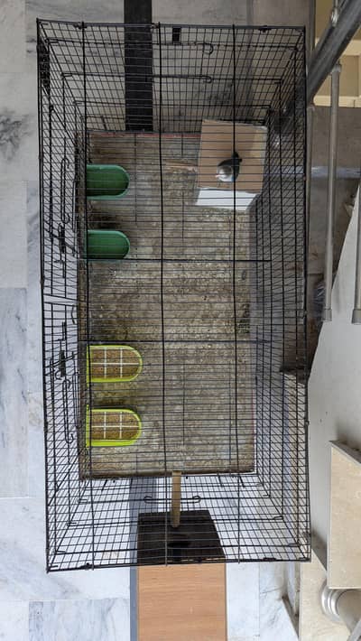Blue Fischer Lovebirds Active Setup with Cage & Boxes