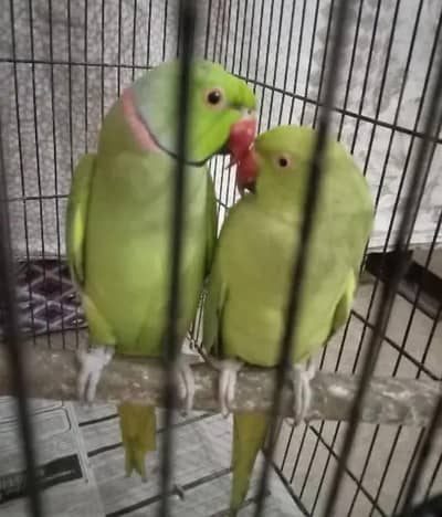 full breeder pair ha final price 9500