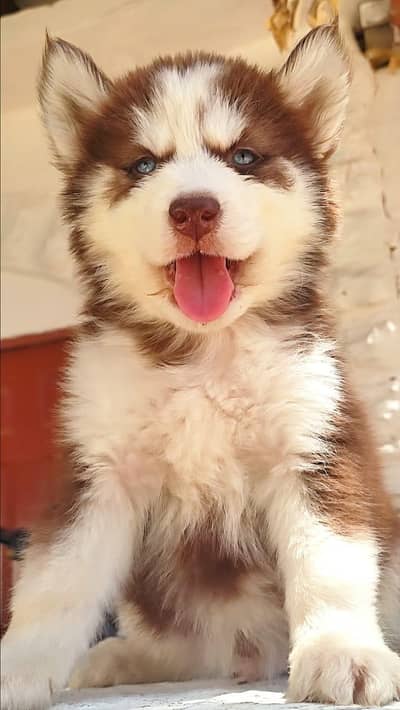 Siberian husky Quality puppies available For sale. . .