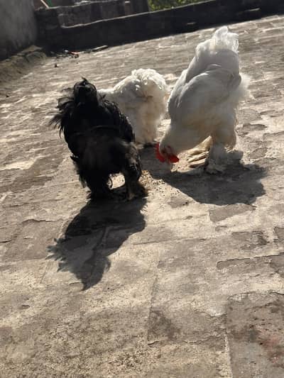 4 Heavy Buff chiks Age 3 mnths full healthy and active