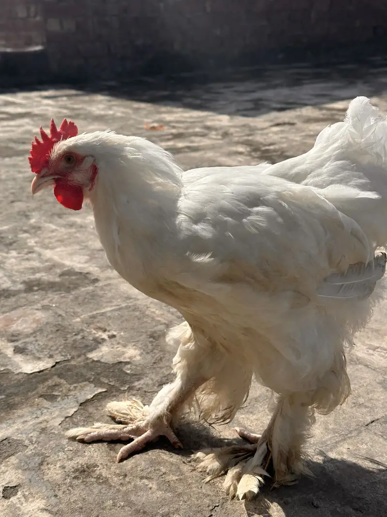 4 Heavy Buff chiks Age 3 mnths full healthy and active — photo 2