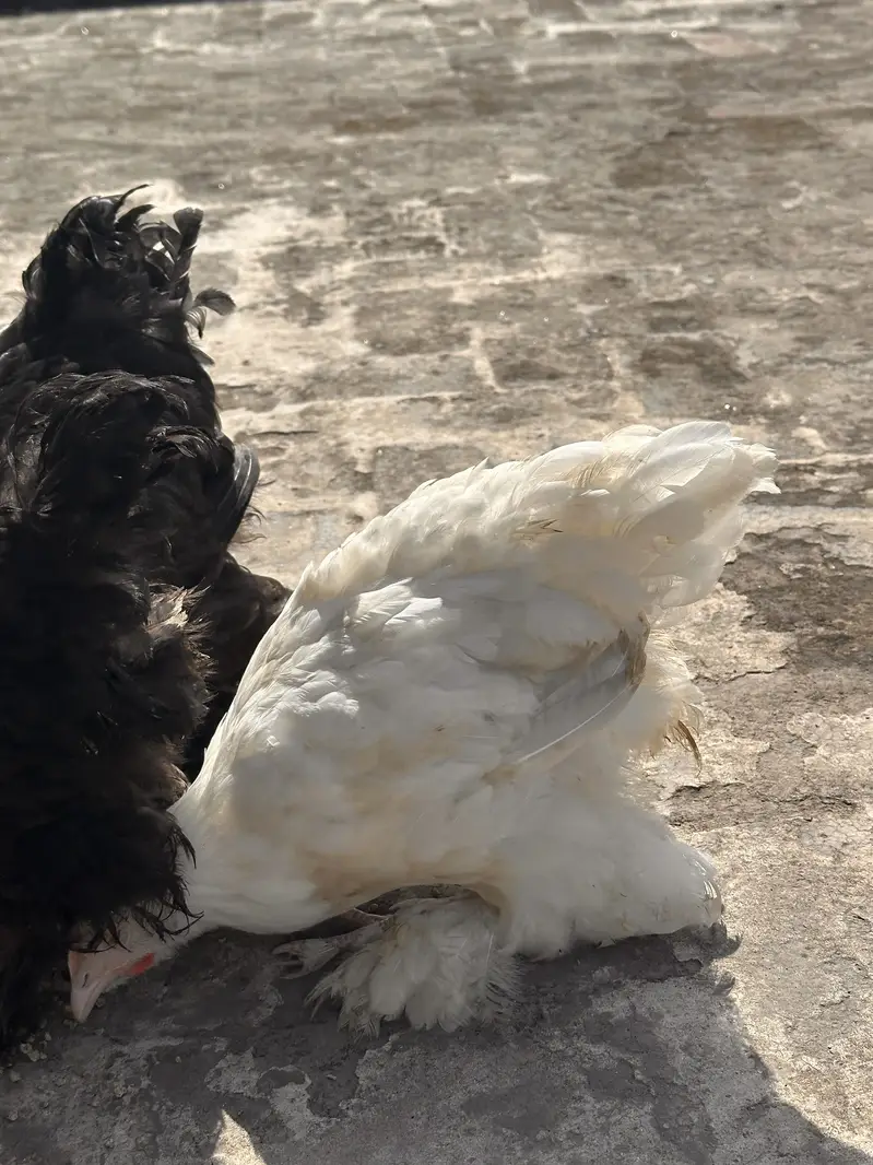 4 Heavy Buff chiks Age 3 mnths full healthy and active — photo 3