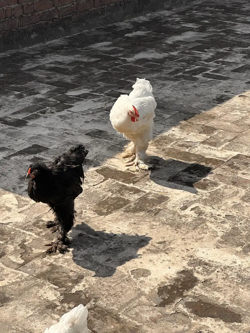 4 Heavy Buff chiks Age 3 mnths full healthy and active — photo 4