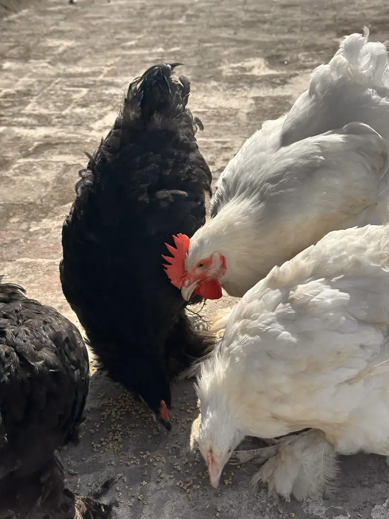 4 Heavy Buff chiks Age 3 mnths full healthy and active — photo 5