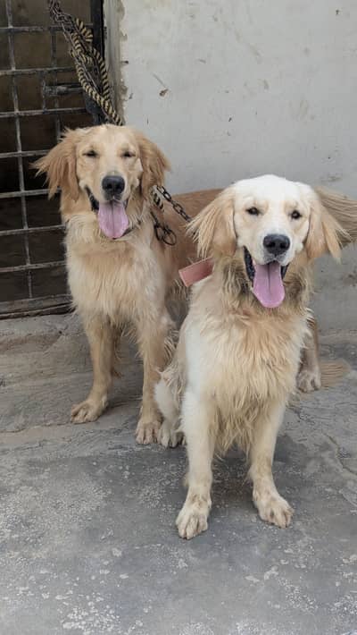 golden retriever top quality pair available