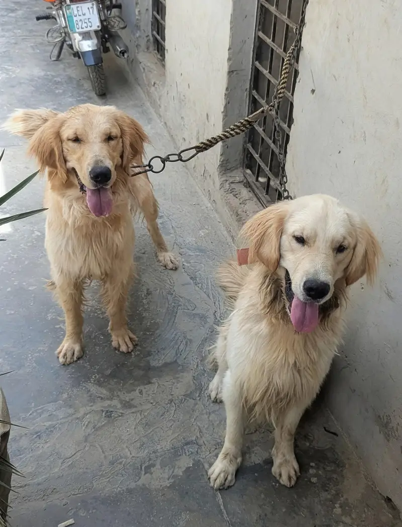 golden retriever top quality pair available — photo 2