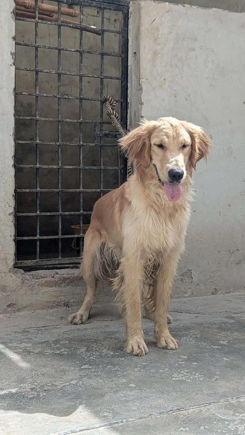 golden retriever top quality pair available — photo 3