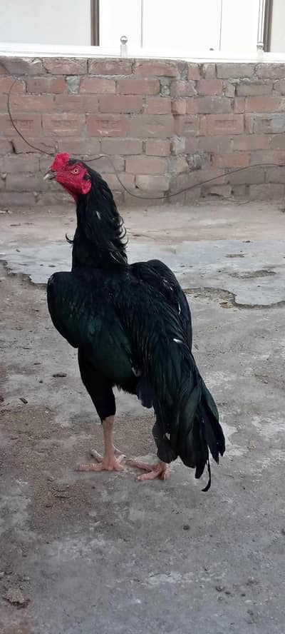 Aseel fertile eggs