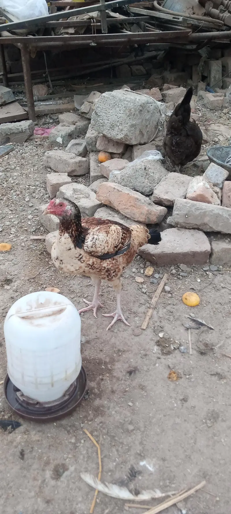 Aseel fertile eggs — photo 2