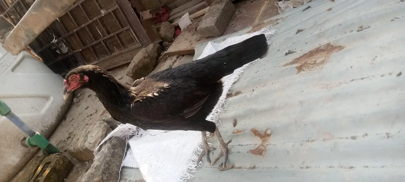 Aseel fertile eggs — photo 3