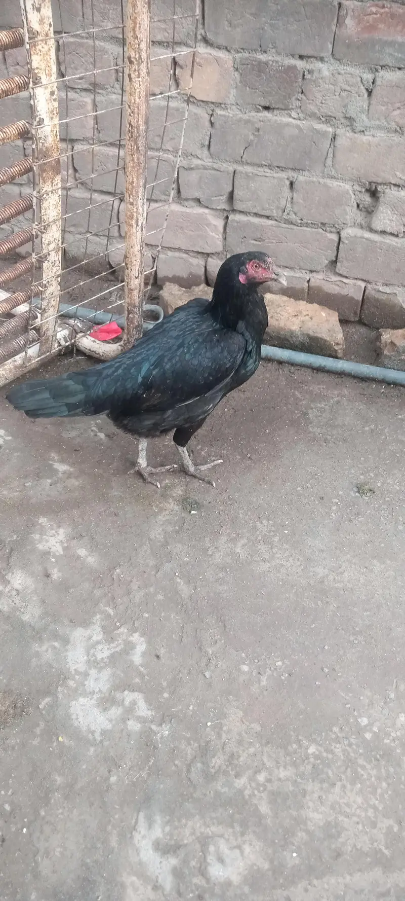 Aseel fertile eggs — photo 4
