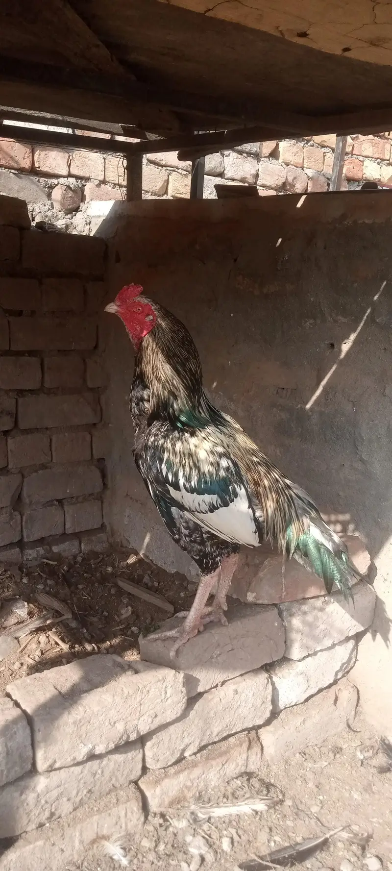 Aseel fertile eggs — photo 5