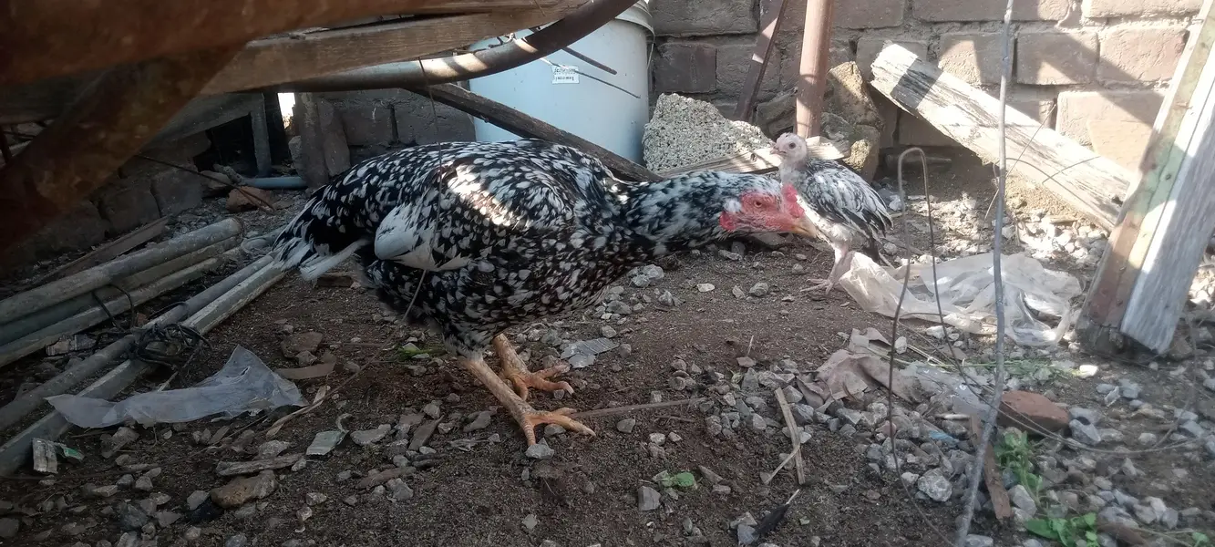 Aseel fertile eggs — photo 6