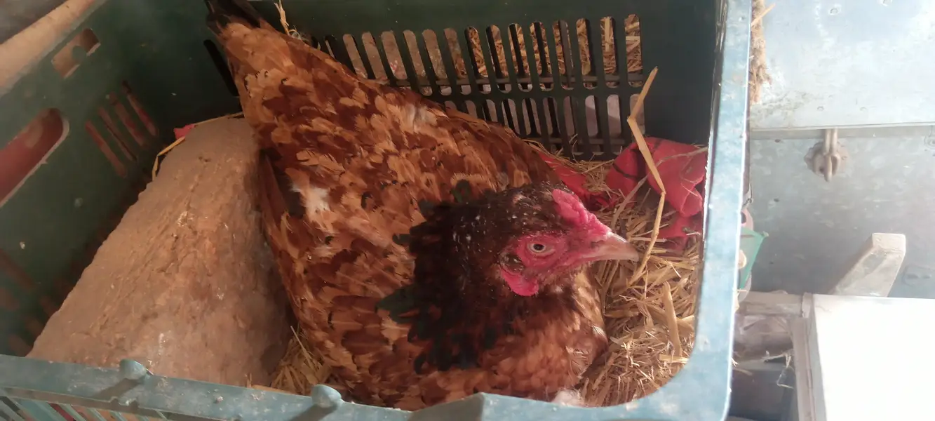 Aseel fertile eggs — photo 7