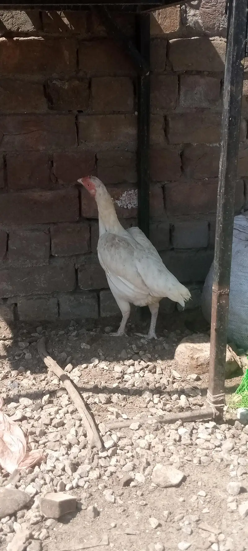 Aseel fertile eggs — photo 8