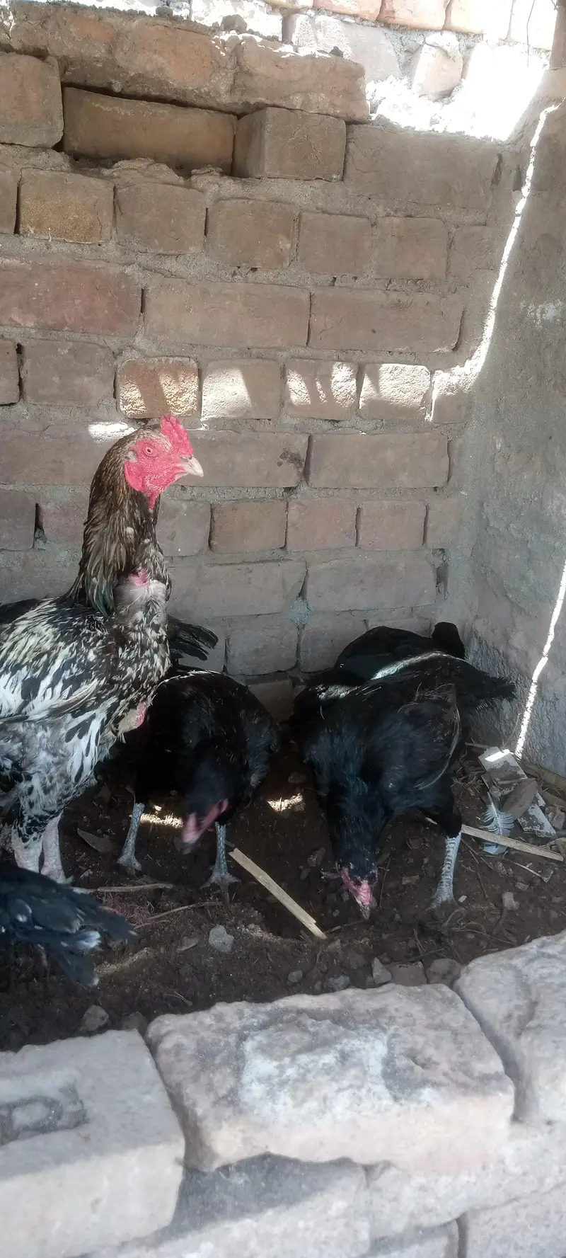 Aseel fertile eggs — photo 9