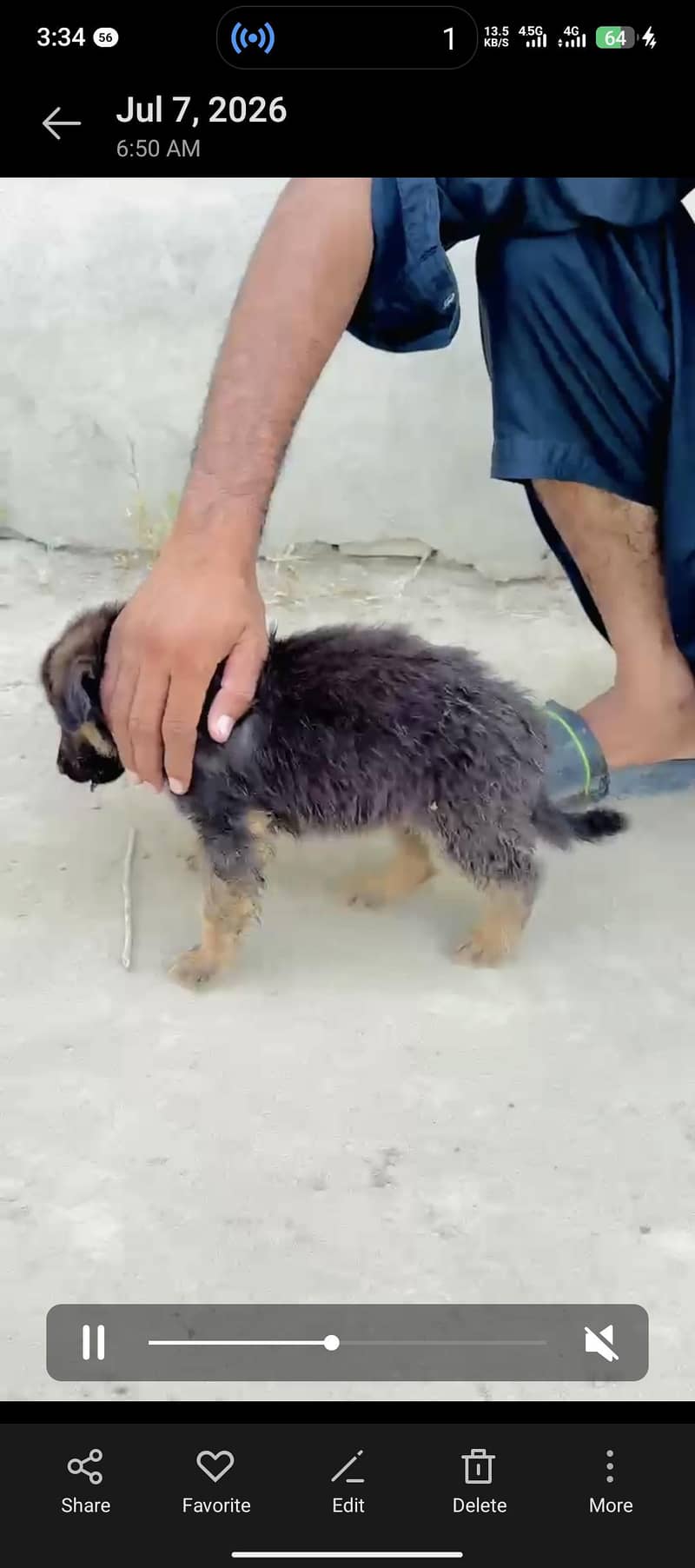 جرمن شیفرڈ ڈبل کوٹ 1