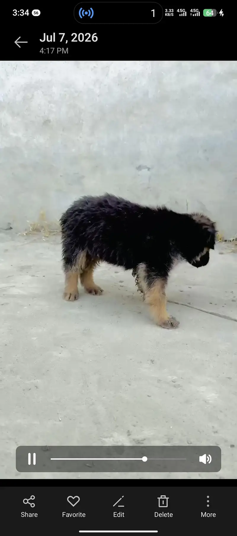 جرمن شیفرڈ ڈبل کوٹ — photo 4