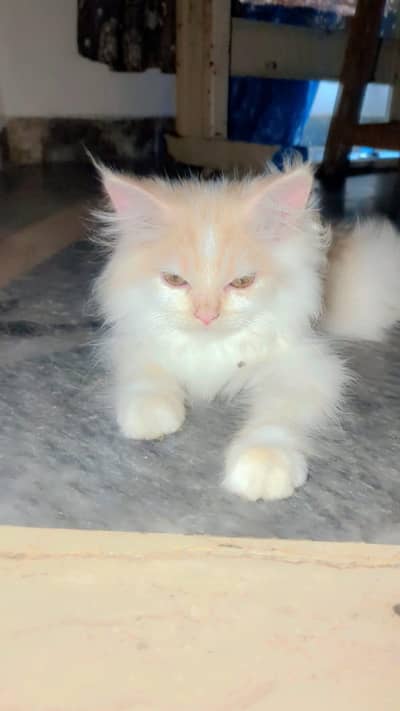 Persian tripple coated kittens and their father for sale