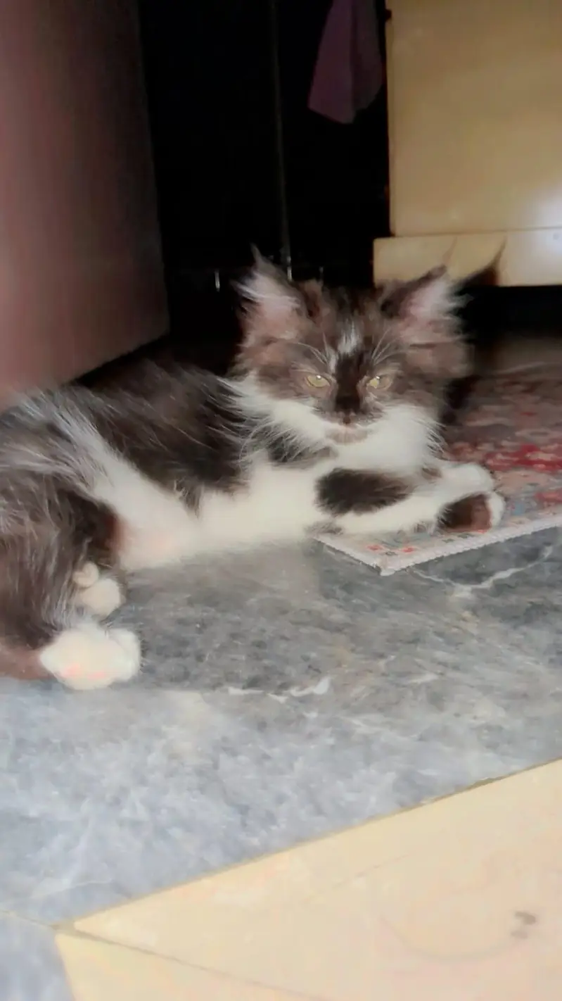 Persian tripple coated kittens and their father for sale — photo 2