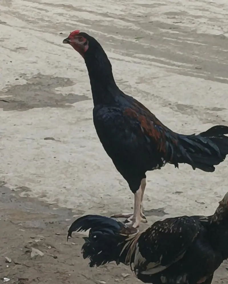 All active and healthy patha — photo 2