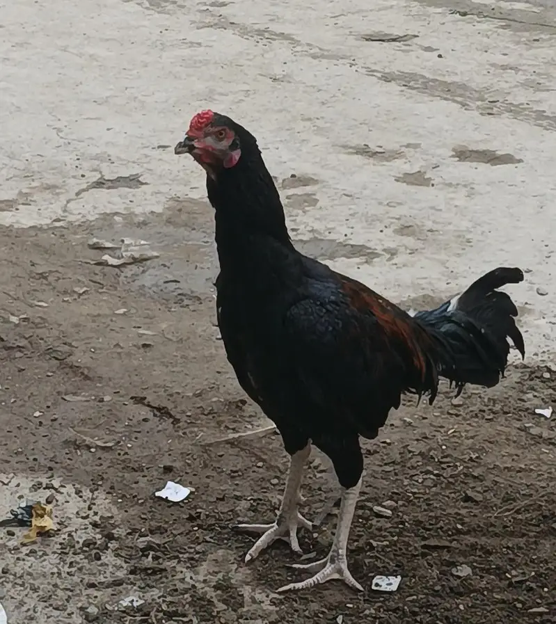 All active and healthy patha — photo 3