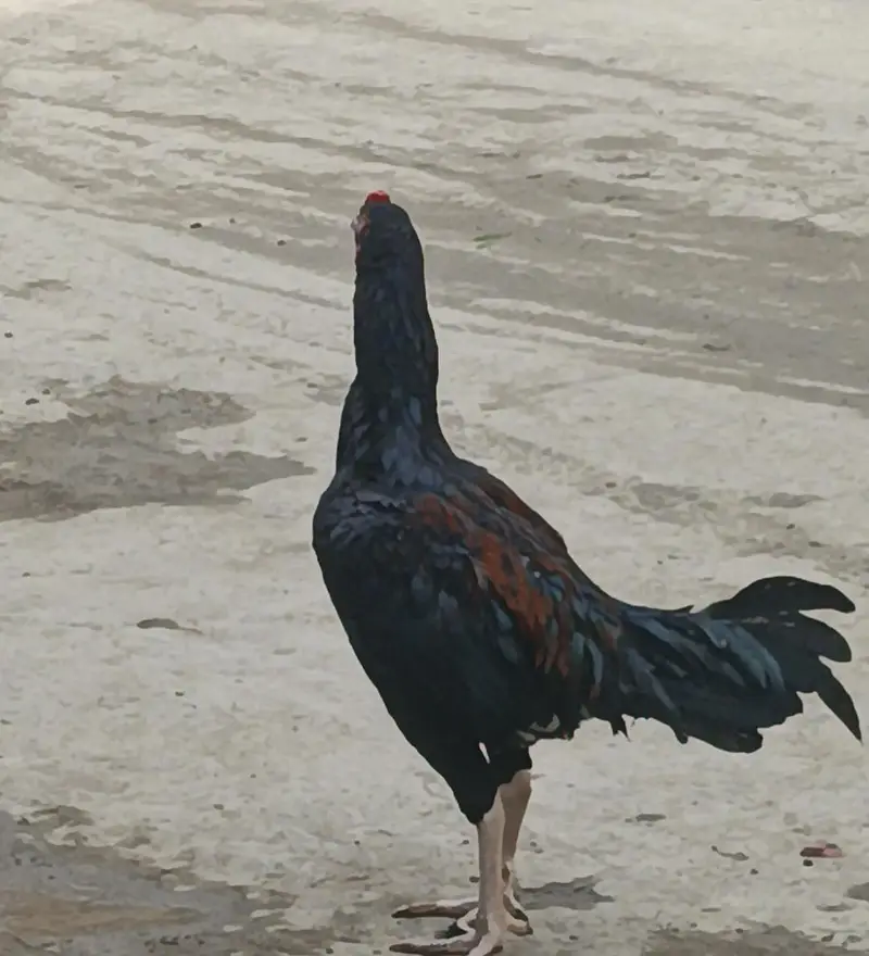 All active and healthy patha — photo 4