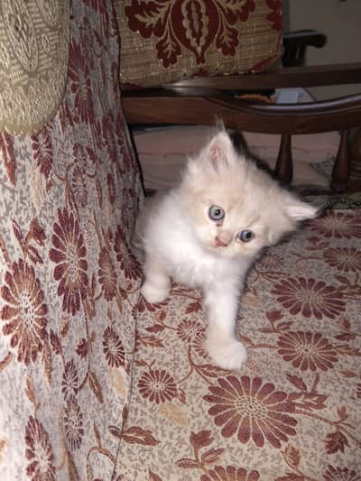 beautiful doll face white light brown male kitten for sale
