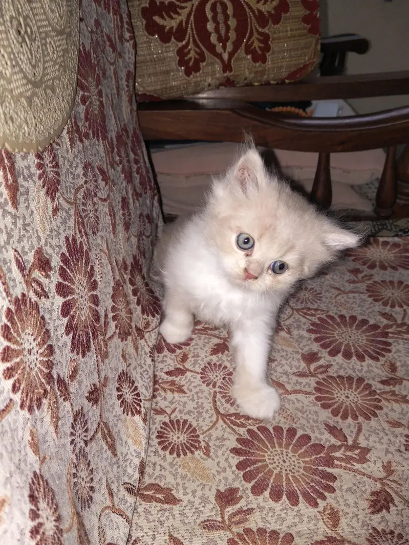beautiful doll face white light brown male kitten for sale