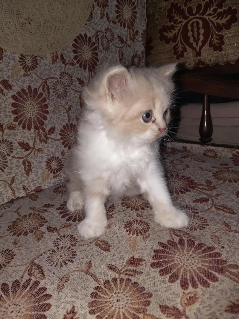 beautiful doll face white light brown male kitten for sale — photo 2