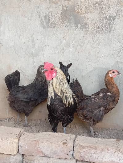 1 murgha 2 murgian urgent for sale