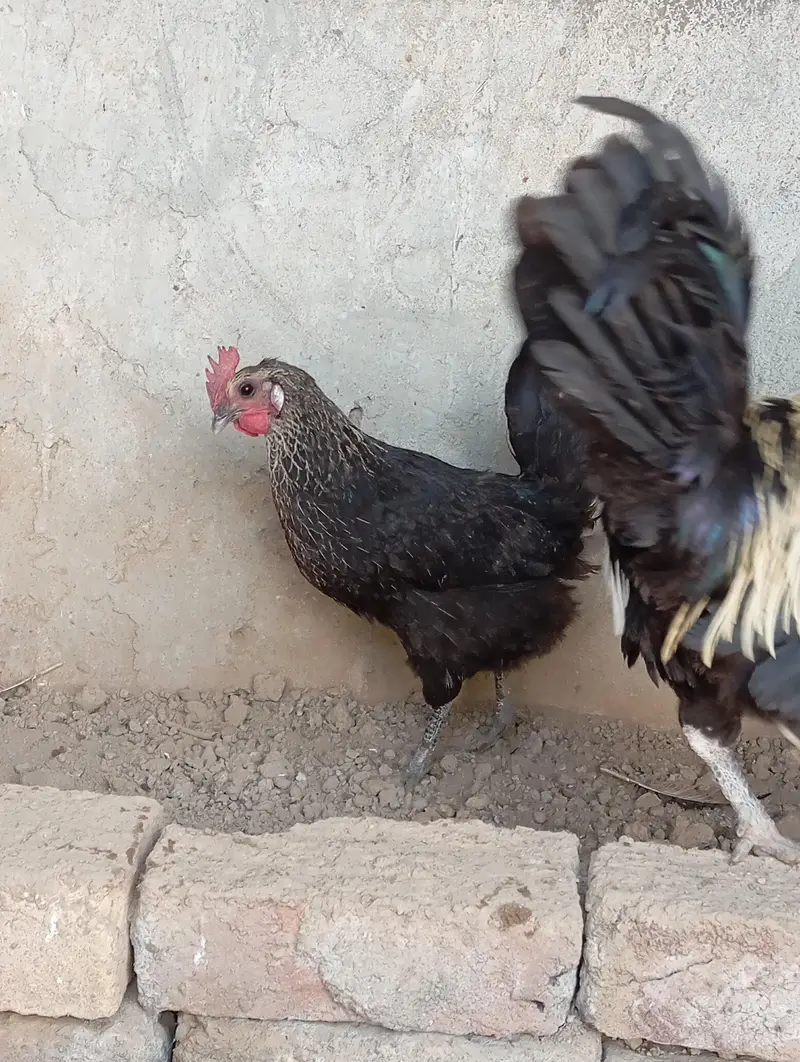 1 murgha 2 murgian urgent for sale — photo 2