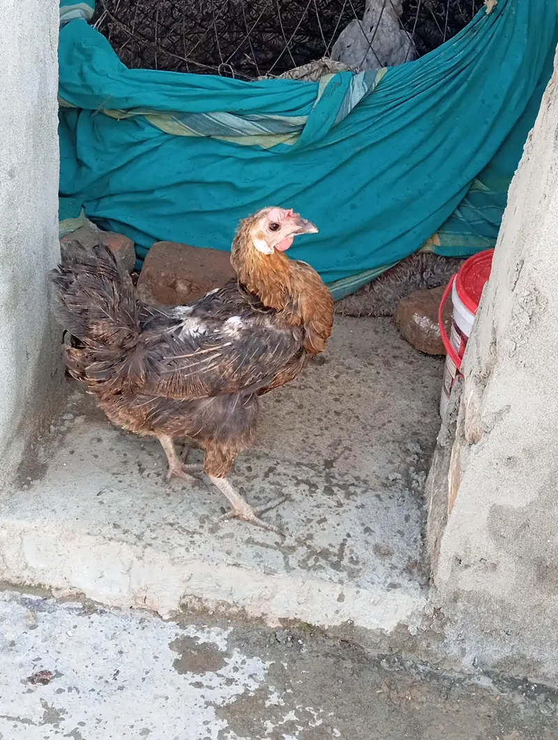 1 murgha 2 murgian urgent for sale — photo 4