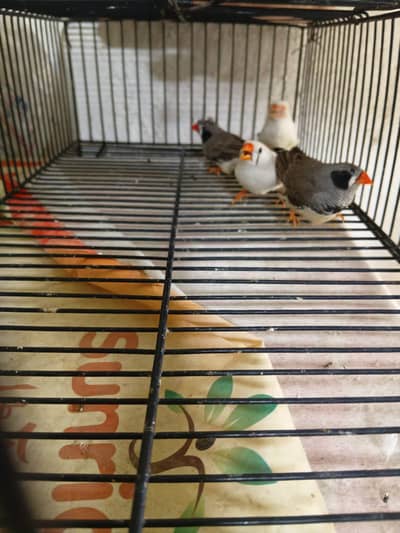 Finches 2 breeder pair