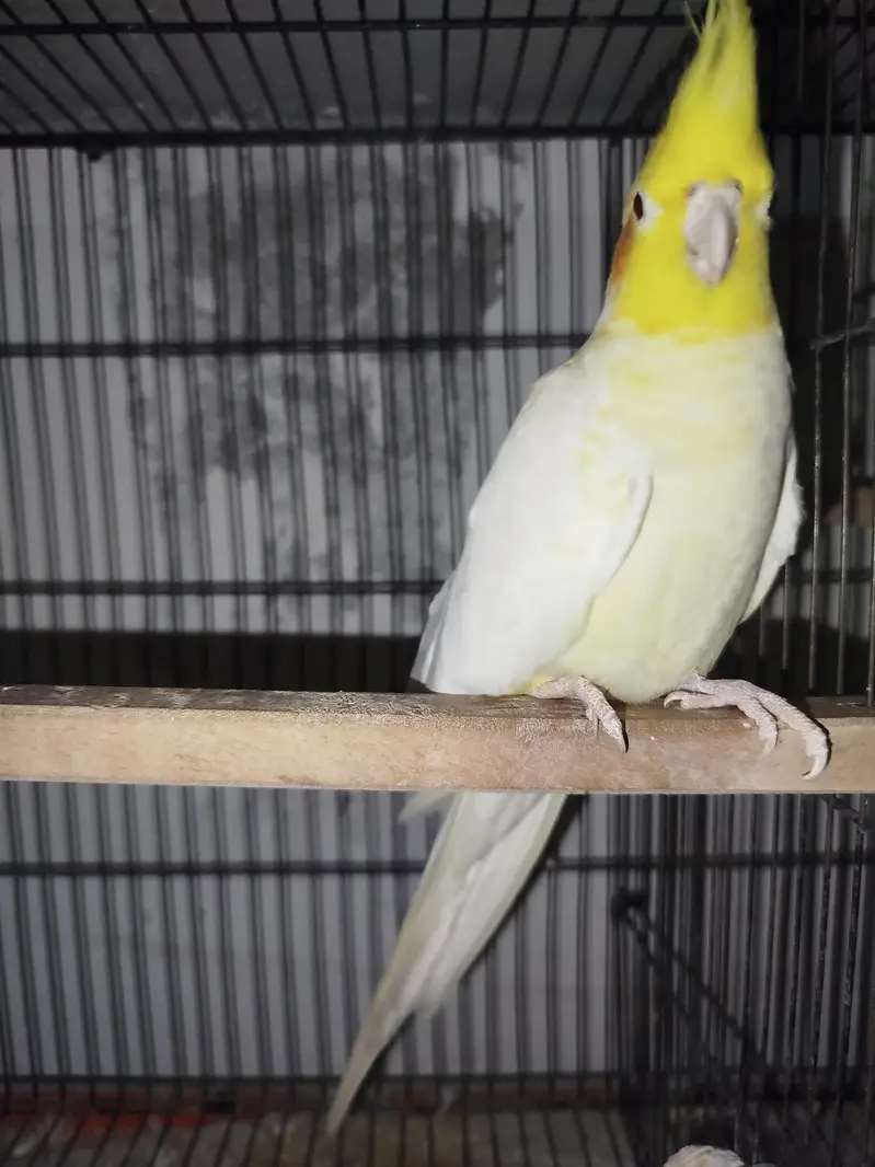 Common White Male + Common Pearl Female Cocktail Breeder Pair — photo 2