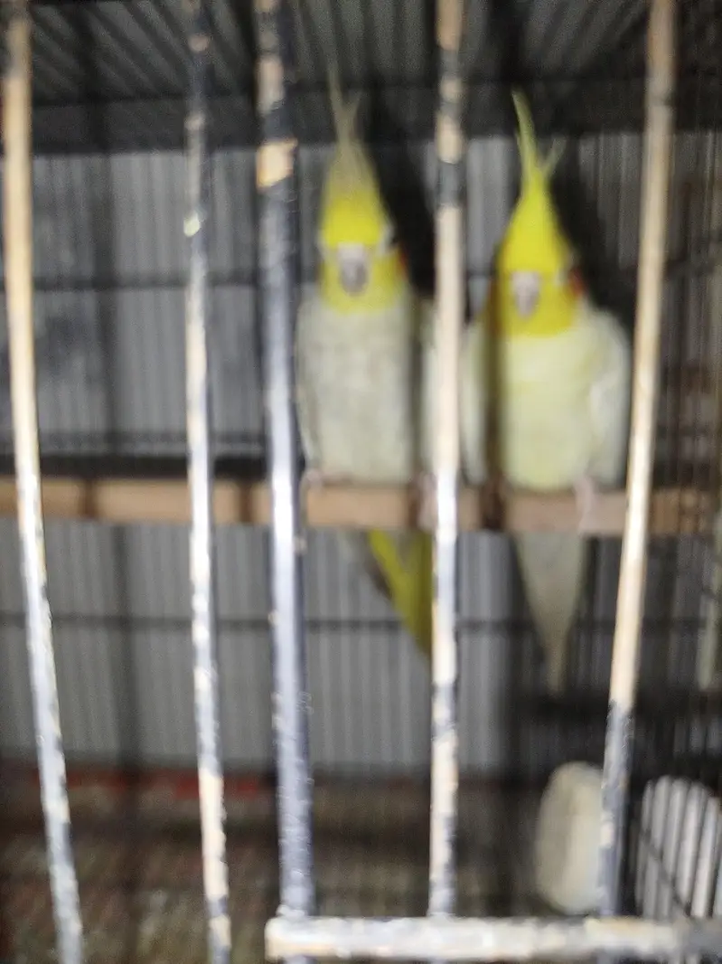 Common White Male + Common Pearl Female Cocktail Breeder Pair — photo 3
