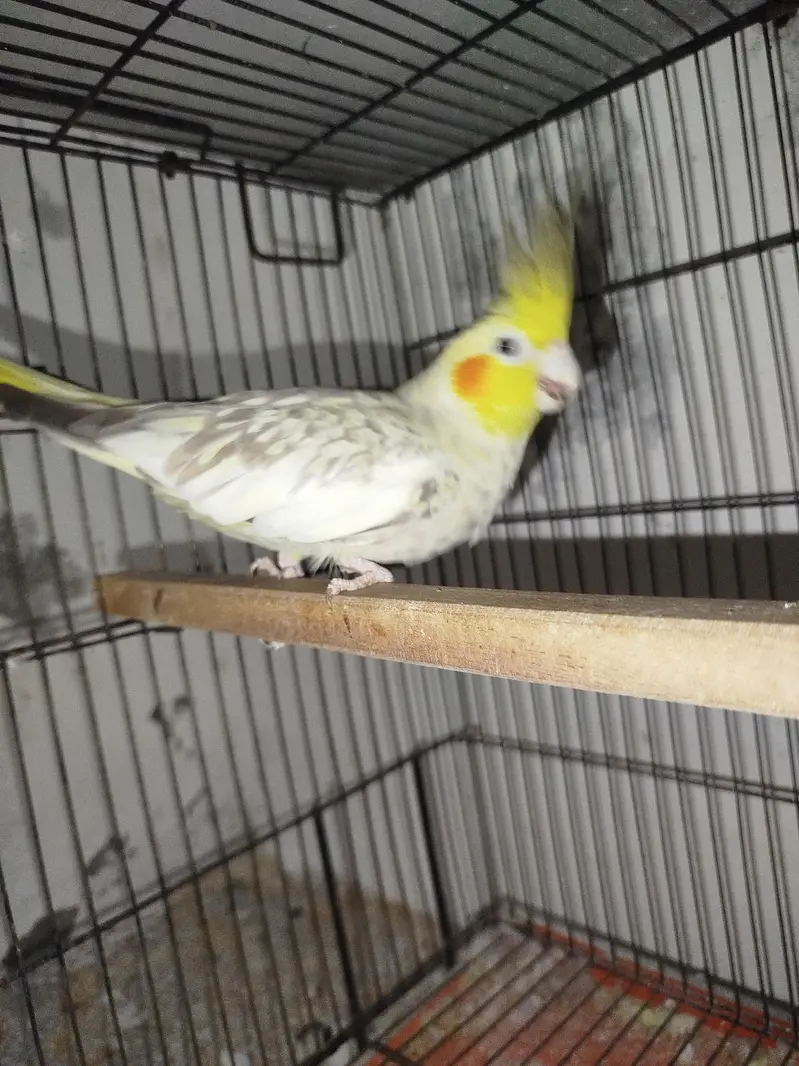 Common White Male + Common Pearl Female Cocktail Breeder Pair — photo 4