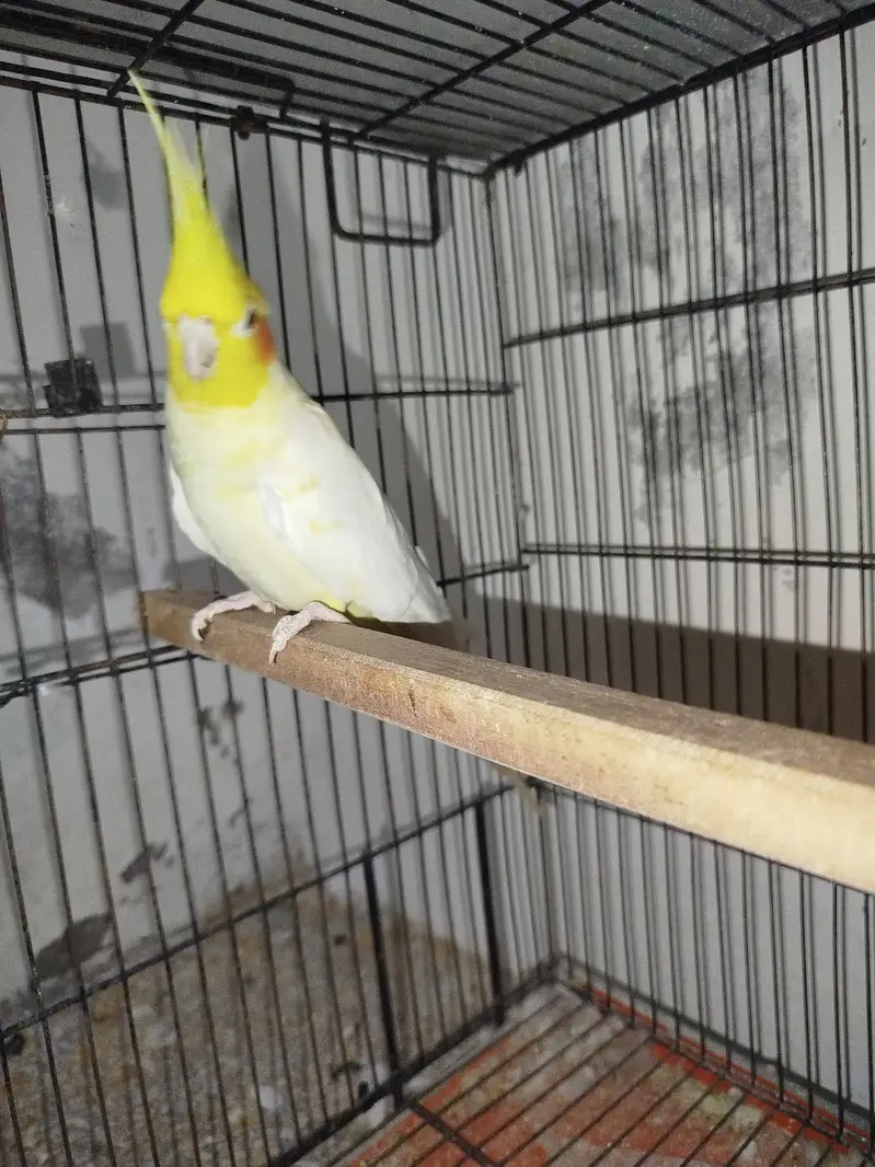 Common White Male + Common Pearl Female Cocktail Breeder Pair — photo 7