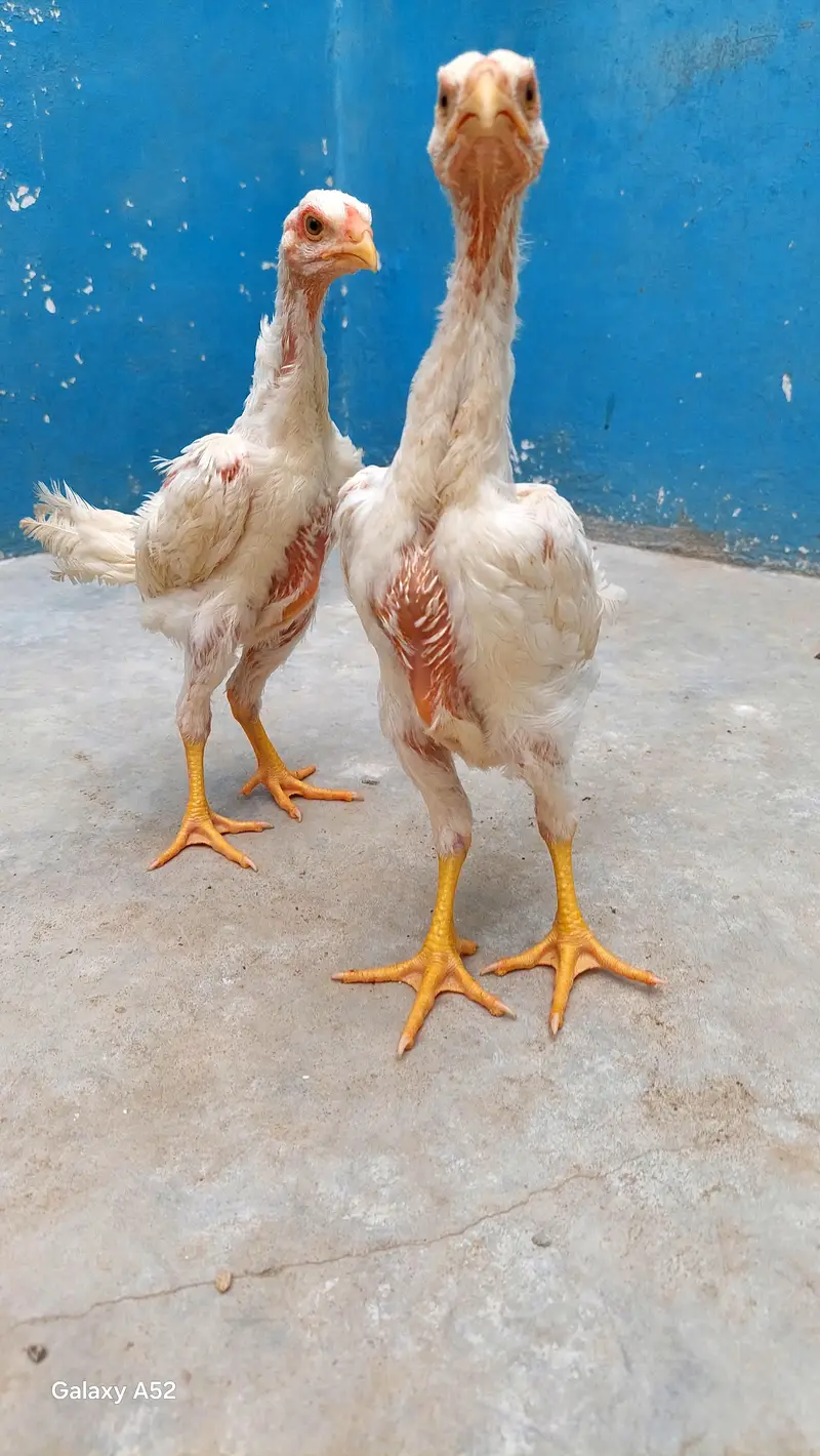 pure king shamo bread, Healthy end active — photo 4
