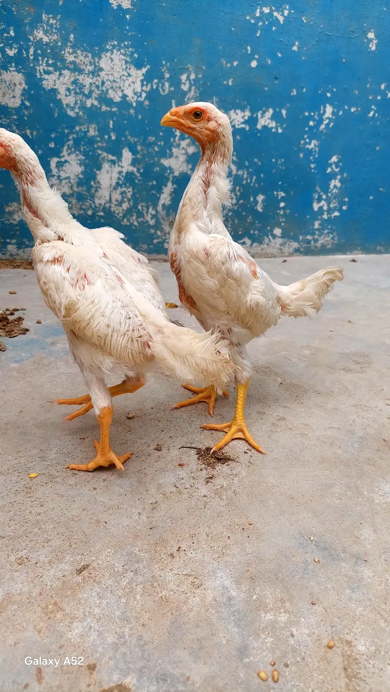 pure king shamo bread, Healthy end active — photo 8