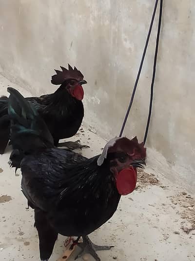 ayam cemani male pair