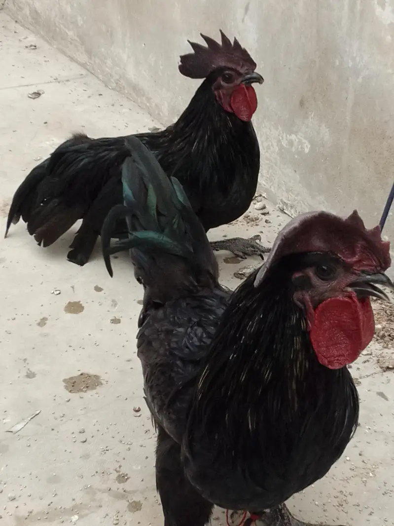 ayam cemani male pair — photo 2