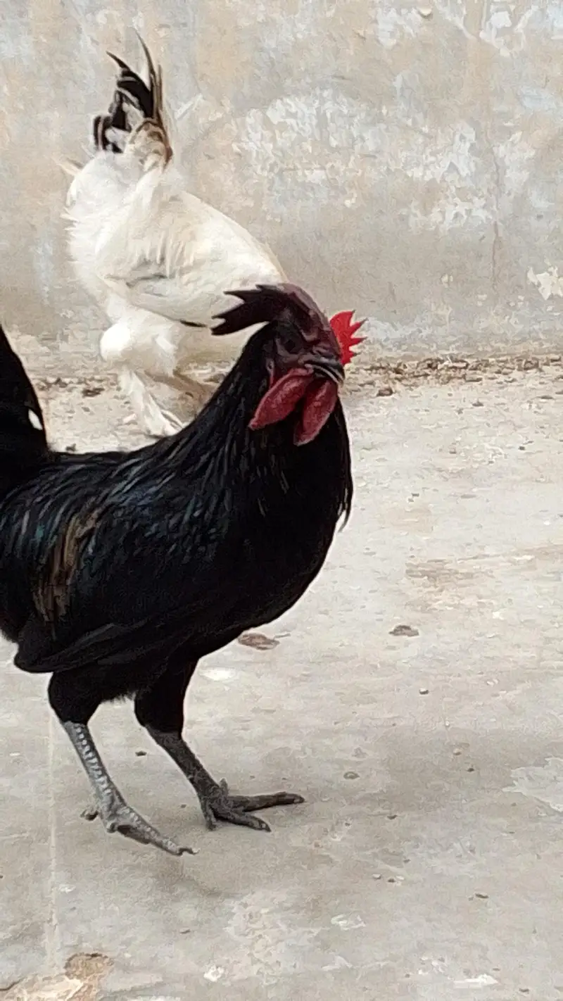ayam cemani male pair — photo 3